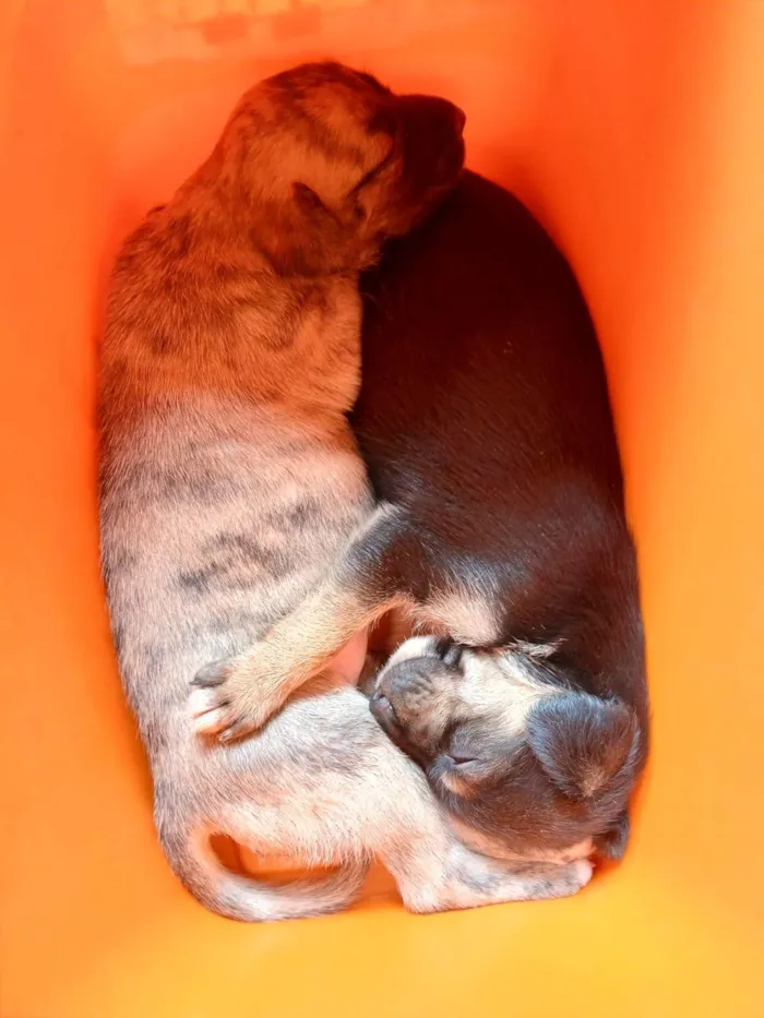 Cachorro ra a SRD-ViraLata idade Abaixo de 2 meses nome Sem nome