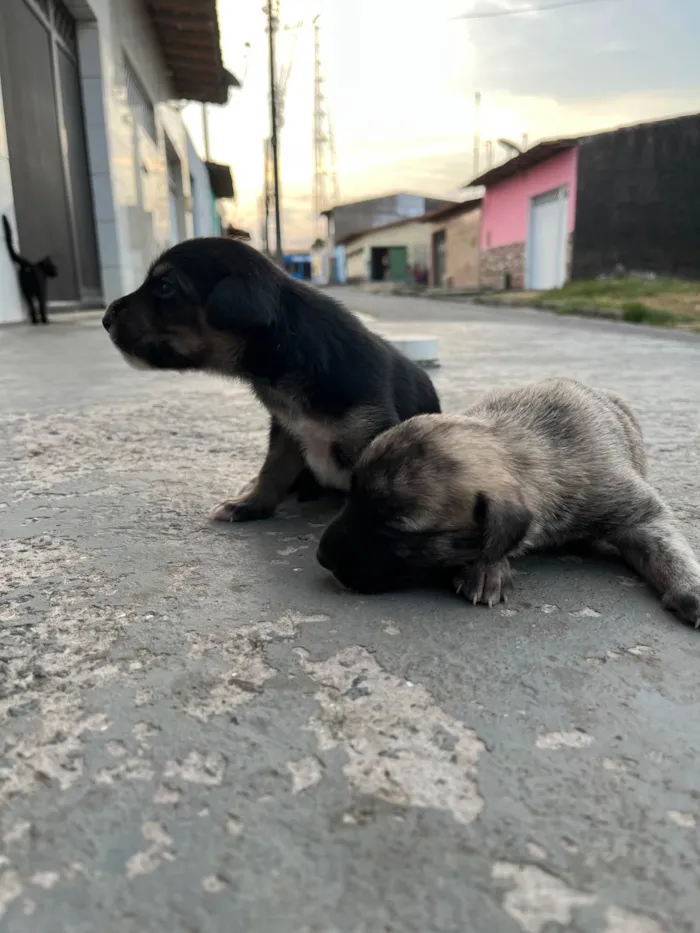 Cachorro ra a SRD-ViraLata idade Abaixo de 2 meses nome Sem nome