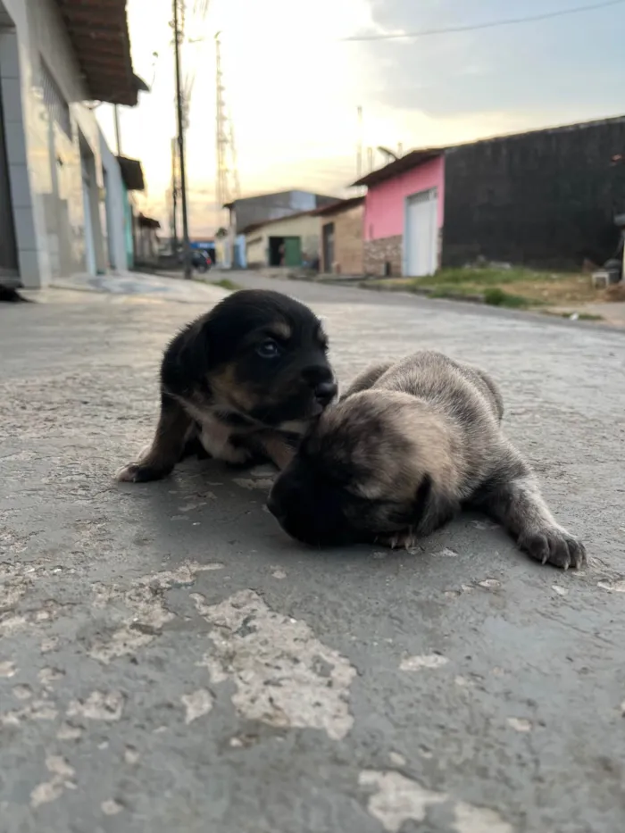 Cachorro ra a SRD-ViraLata idade Abaixo de 2 meses nome Sem nome