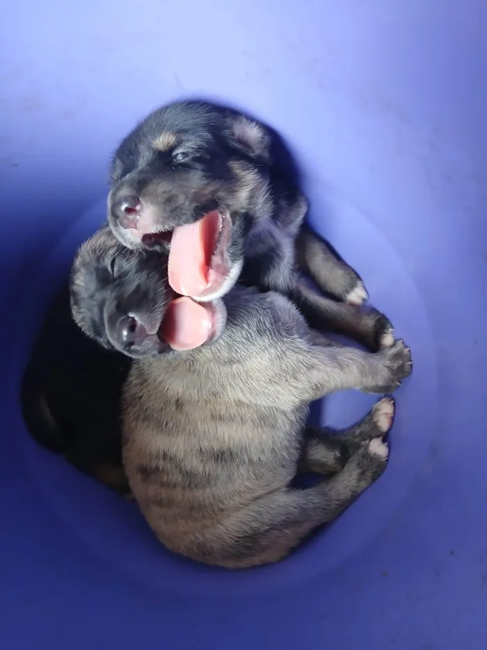 Cachorro ra a SRD-ViraLata idade Abaixo de 2 meses nome Sem nome