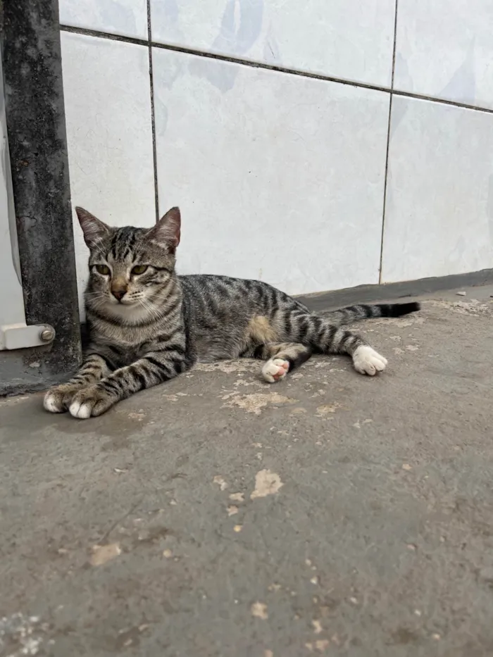 Gato ra a SRD-ViraLata idade 2 a 6 meses nome Rajadinha