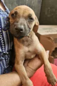 Tika