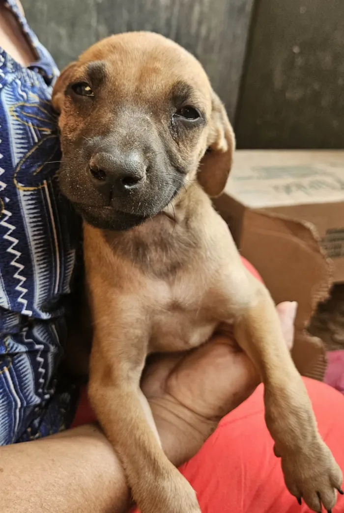 Cachorro ra a SRD-ViraLata idade 2 a 6 meses nome Tika