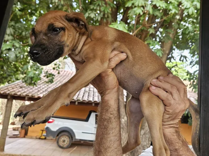 Cachorro ra a SRD-ViraLata idade 2 a 6 meses nome Tika