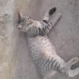 PEROLA