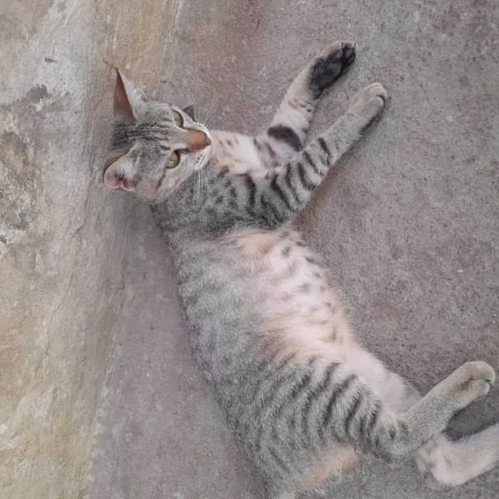 Gato ra a SRD-ViraLata idade 7 a 11 meses nome PEROLA
