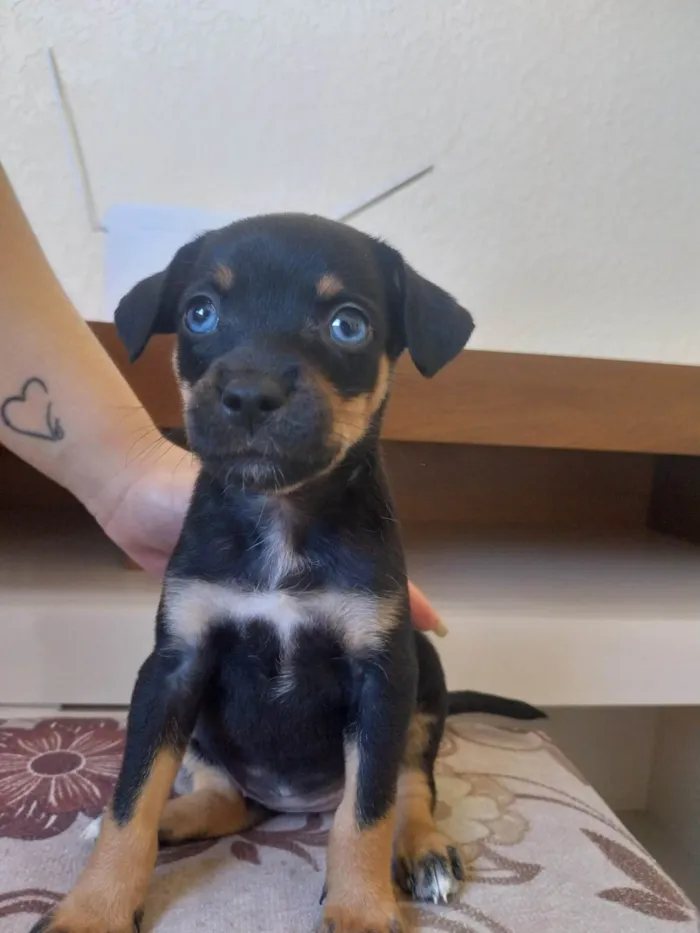 Cachorro ra a SRD-ViraLata idade Abaixo de 2 meses nome Sem nome ainda