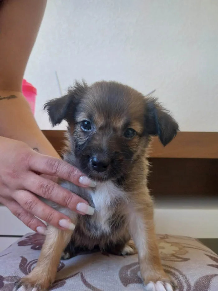 Cachorro ra a SRD-ViraLata idade Abaixo de 2 meses nome Sem nome