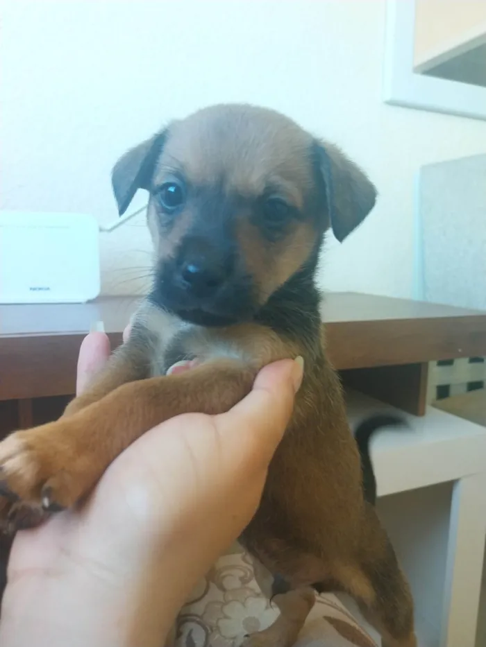 Cachorro ra a SRD-ViraLata idade Abaixo de 2 meses nome Sem nome