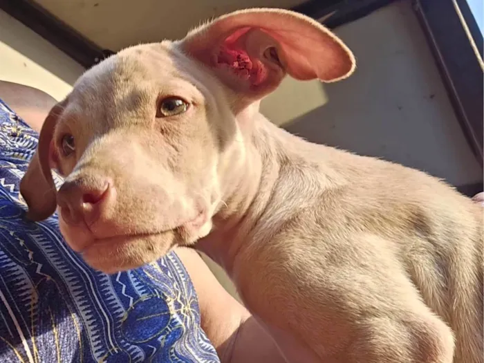 Cachorro ra a SRD-ViraLata idade 2 a 6 meses nome Léla