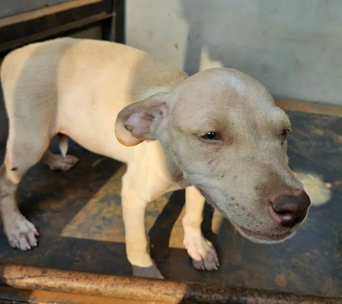 Cachorro ra a SRD-ViraLata idade 2 a 6 meses nome Léla