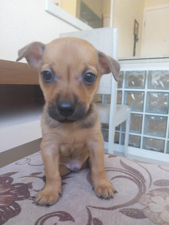 Cachorro ra a SRD-ViraLata idade Abaixo de 2 meses nome Sem nome 02