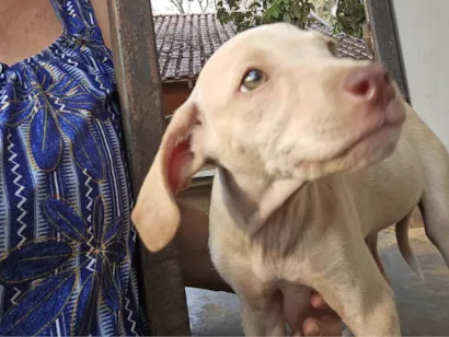 Cachorro raça SRD-ViraLata idade 2 a 6 meses nome Léla