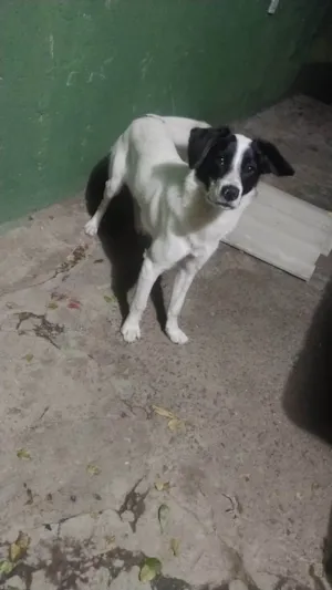 Cachorro raça SRD-ViraLata idade 7 a 11 meses nome Willy