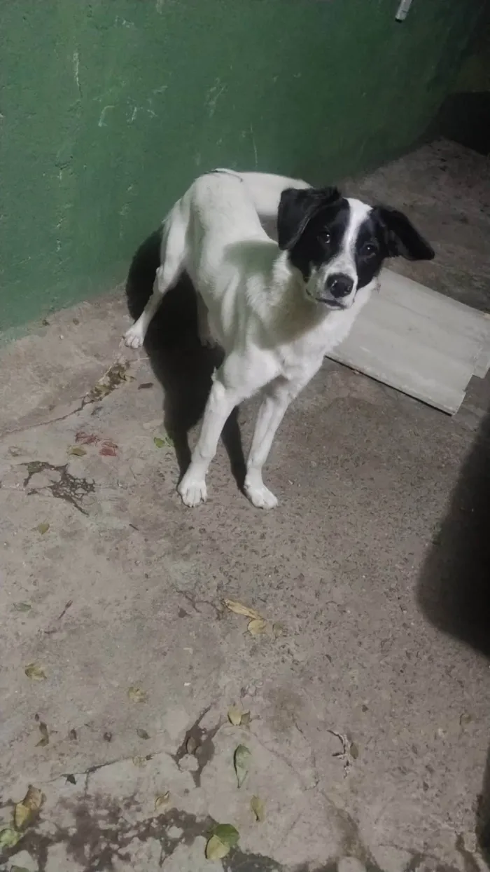 Cachorro ra a SRD-ViraLata idade 7 a 11 meses nome Willy