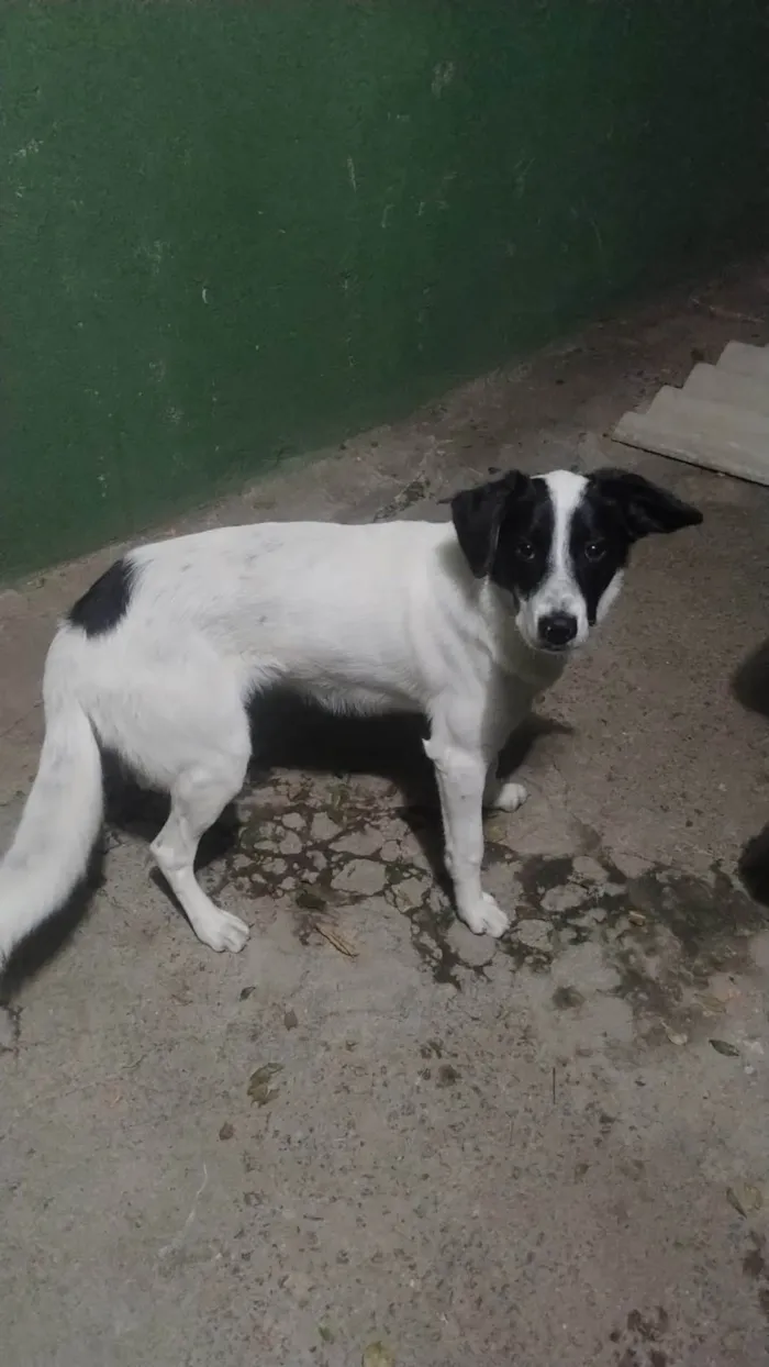 Cachorro ra a SRD-ViraLata idade 7 a 11 meses nome Willy
