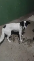 Willy