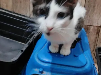 Gato raça SRD-ViraLata idade 2 a 6 meses nome Tommy