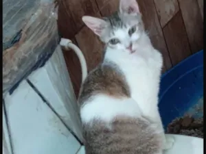 Gato raça SRD-ViraLata idade 2 a 6 meses nome Cloe 