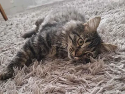 Gato raça SRD-ViraLata idade 2 a 6 meses nome Marrie