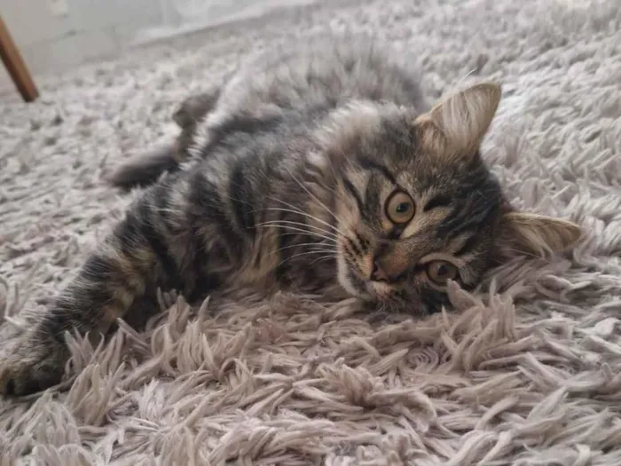 Gato ra a SRD-ViraLata idade 2 a 6 meses nome Marrie
