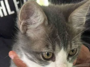 Gato raça SRD-ViraLata idade 2 a 6 meses nome cinzinha