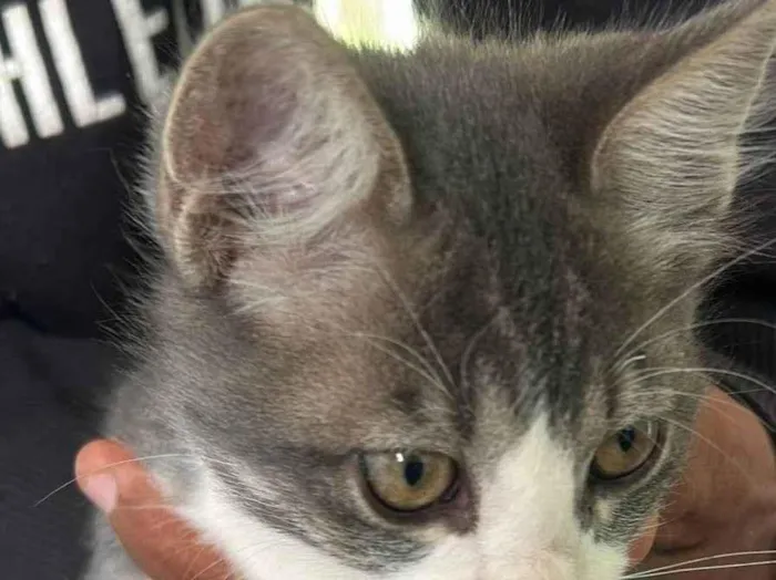 Gato ra a SRD-ViraLata idade 2 a 6 meses nome cinzinha