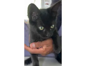 Gato raça SRD-ViraLata idade 2 a 6 meses nome pretinha