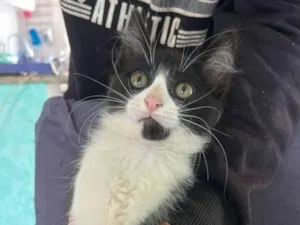 Gato raça SRD-ViraLata idade 2 a 6 meses nome bonequinha
