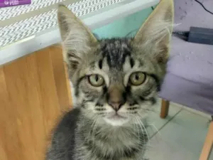 Gato raça SRD-ViraLata idade 2 a 6 meses nome raposinha