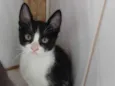 biscoito