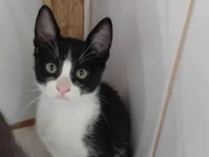 Gato raça SRD-ViraLata idade 2 a 6 meses nome biscoito