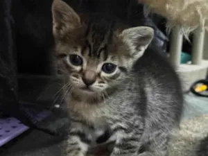 Gato raça SRD-ViraLata idade 2 a 6 meses nome Gata Fêmea 