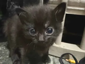 Gato raça SRD-ViraLata idade 2 a 6 meses nome Gato macho