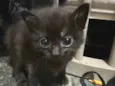 Gato macho