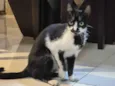 Frajolinha