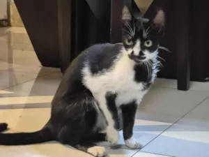 Gato raça SRD-ViraLata idade 2 a 6 meses nome Frajolinha