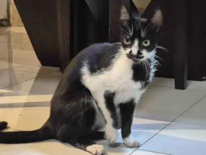 Gato raça SRD-ViraLata idade 2 a 6 meses nome Frajolinha