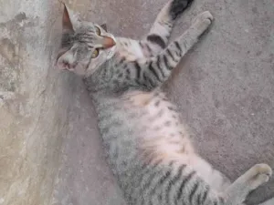 Gato raça SRD-ViraLata idade 7 a 11 meses nome PEROLA