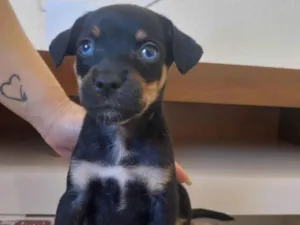 Cachorro raça SRD-ViraLata idade Abaixo de 2 meses nome Sem nome ainda