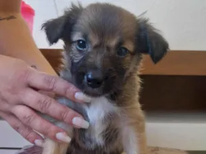 Cachorro raça SRD-ViraLata idade Abaixo de 2 meses nome Sem nome