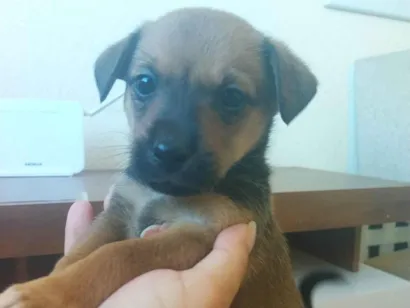 Cachorro raça SRD-ViraLata idade Abaixo de 2 meses nome Sem nome