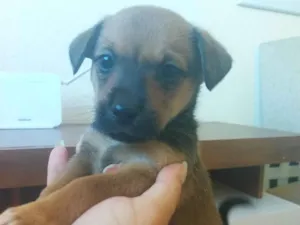 Cachorro raça SRD-ViraLata idade Abaixo de 2 meses nome Sem nome