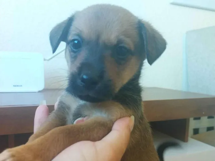 Cachorro ra a SRD-ViraLata idade Abaixo de 2 meses nome Sem nome