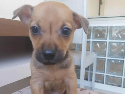 Cachorro raça SRD-ViraLata idade Abaixo de 2 meses nome Sem nome 02