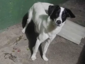 Cachorro raça SRD-ViraLata idade 7 a 11 meses nome Willy