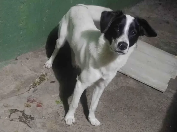 Cachorro ra a SRD-ViraLata idade 7 a 11 meses nome Willy