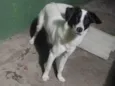 Willy