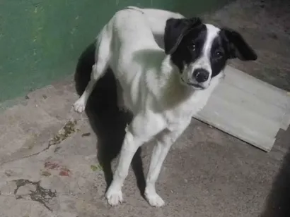 Cachorro raça SRD-ViraLata idade 7 a 11 meses nome Willy