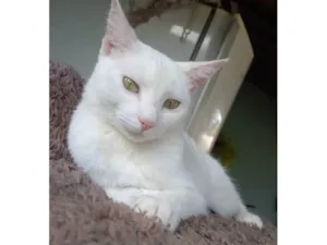 Gato raça SRD-ViraLata idade 1 ano nome Izy